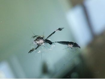 フロントガラスの飛び石